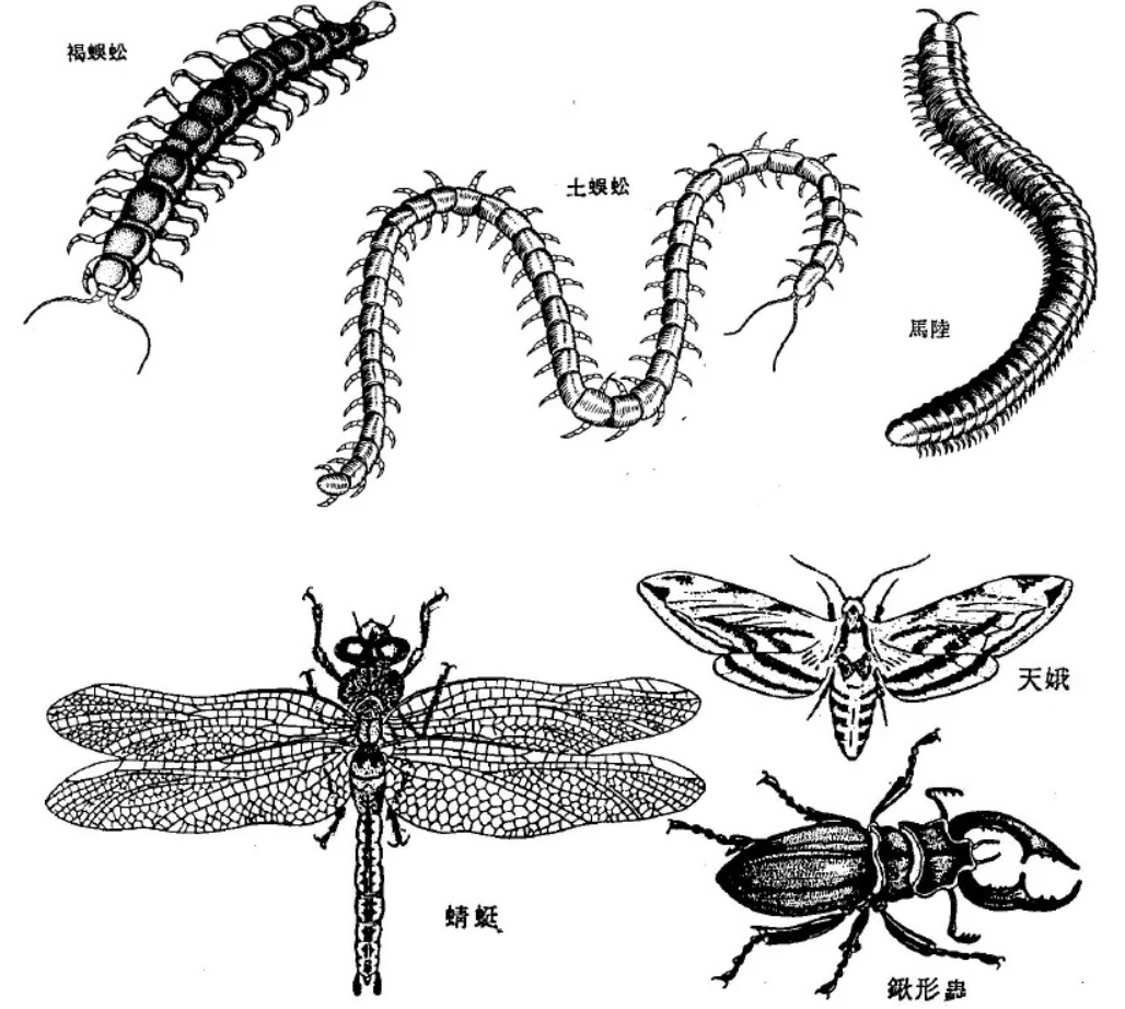 科学家警告：各种迹象表明，地球或许正进入第六次生物大灭绝