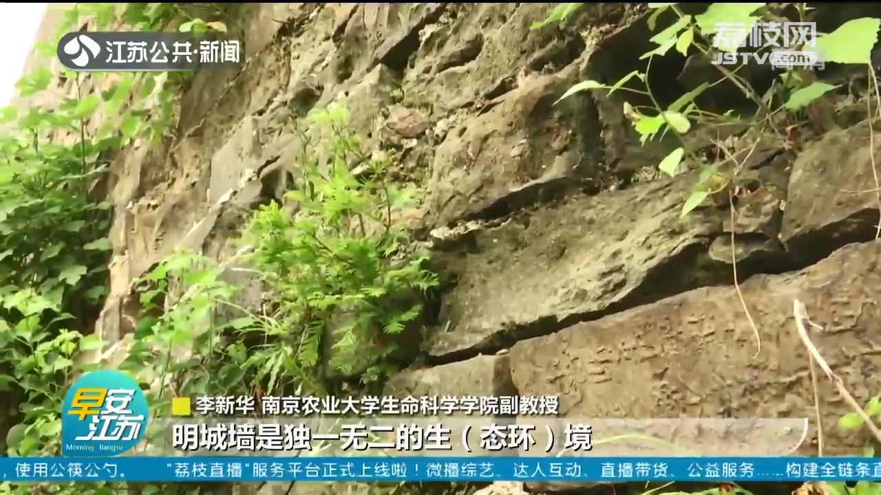 植物“活化石”自然繁衍有多难？南京明城墙里发现珍贵的“野生水杉”