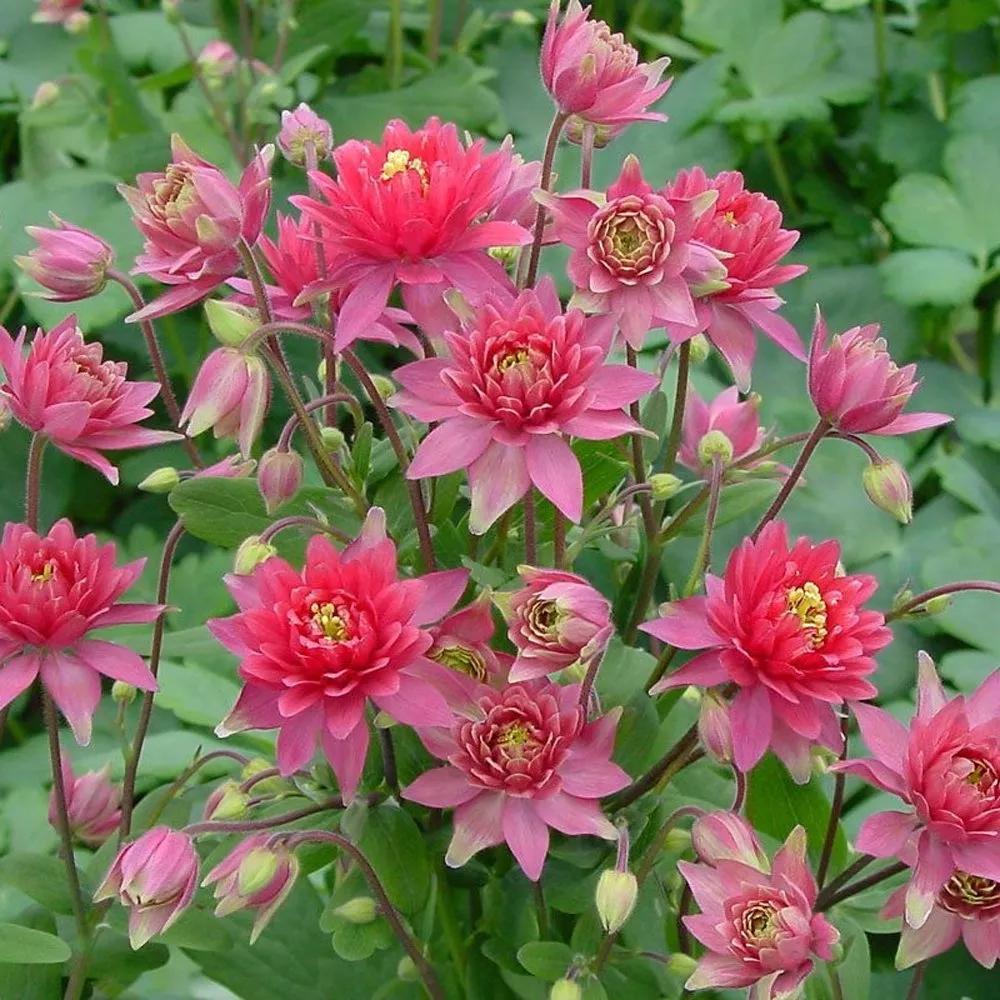 花朵美图｜温柔甜美的初吻、大丽花、耧斗菜花朵合集160张