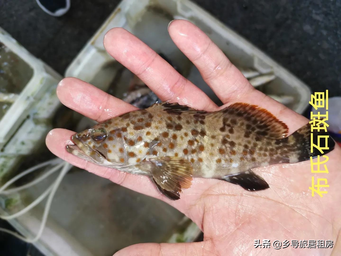 石斑魚圖片,石斑魚圖片大全 圖片高清