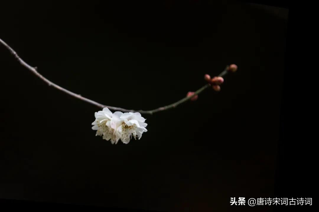 梅花，怎么样都好看