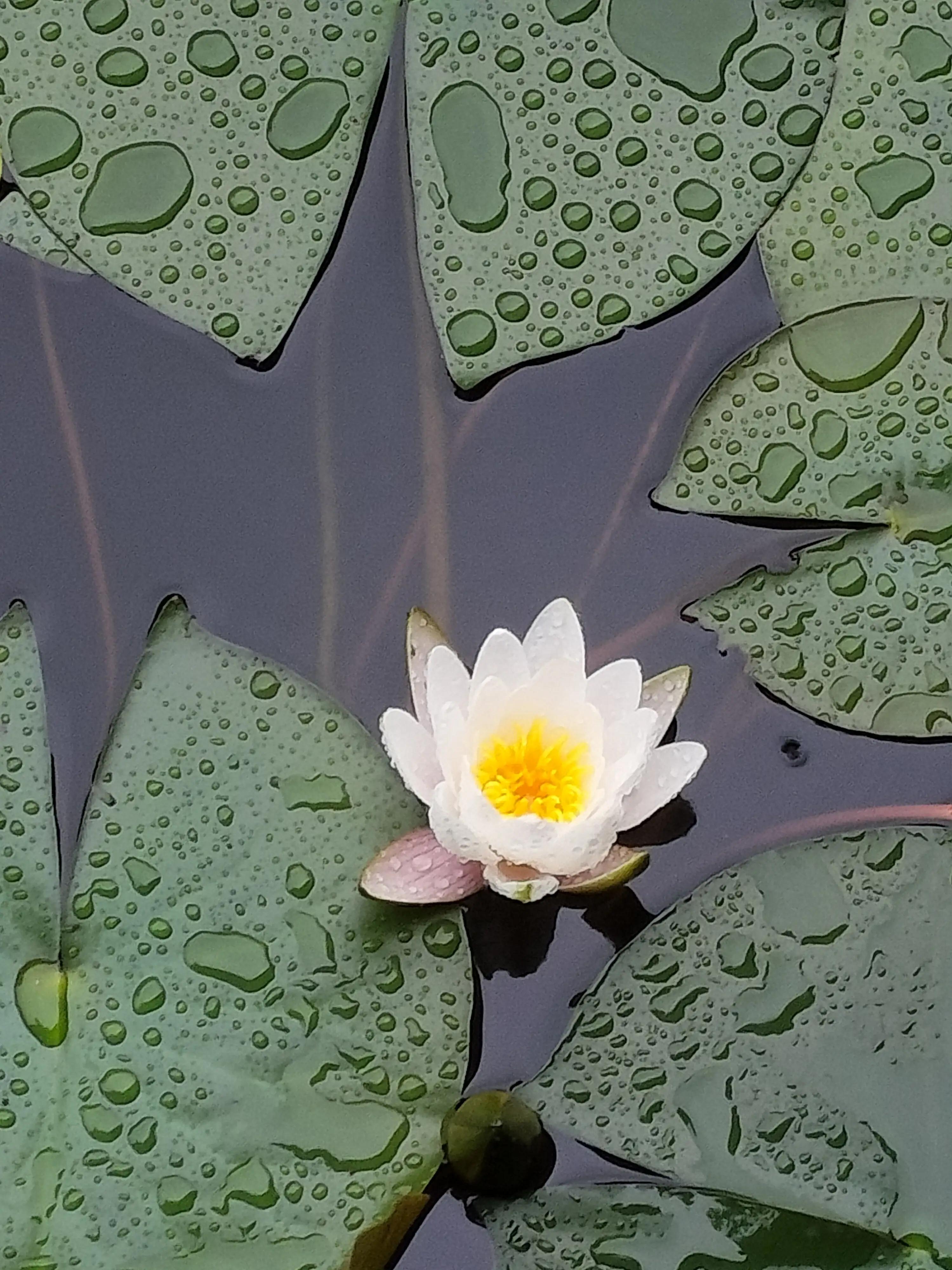 夏日校园限定，雨中的风景