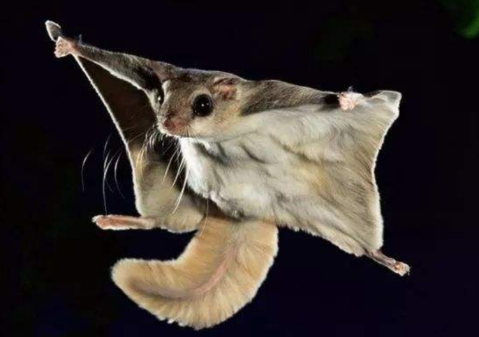 神秘“飞猫”在福建现身，长得像大老鼠，腿一蹬就能飞60米远