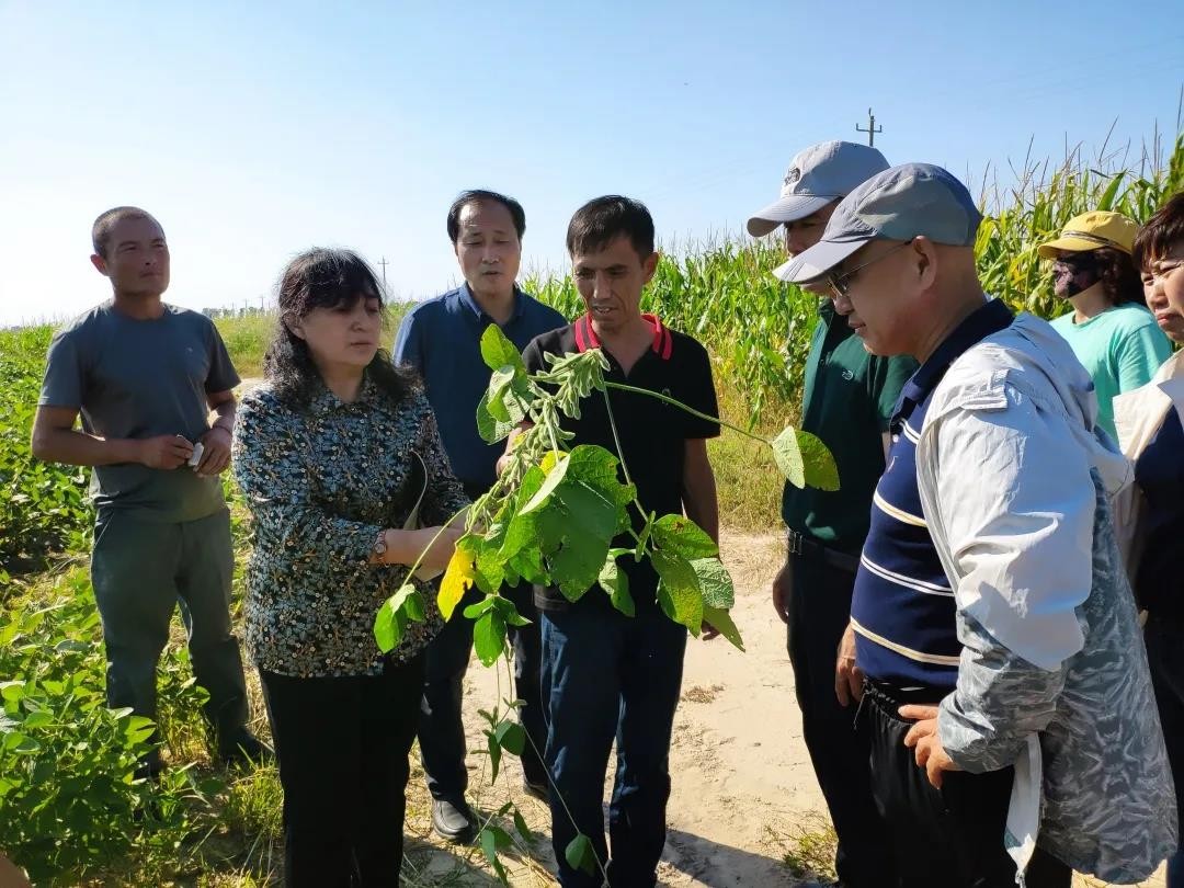 解决“卡脖子”问题！东北女教授在盐碱地上种出优质大豆，增效近3亿元！