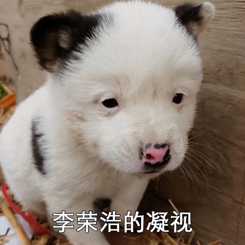 盘点跟狗“撞脸”的明星，网友：刘昊然跟柴犬，简直一模一样