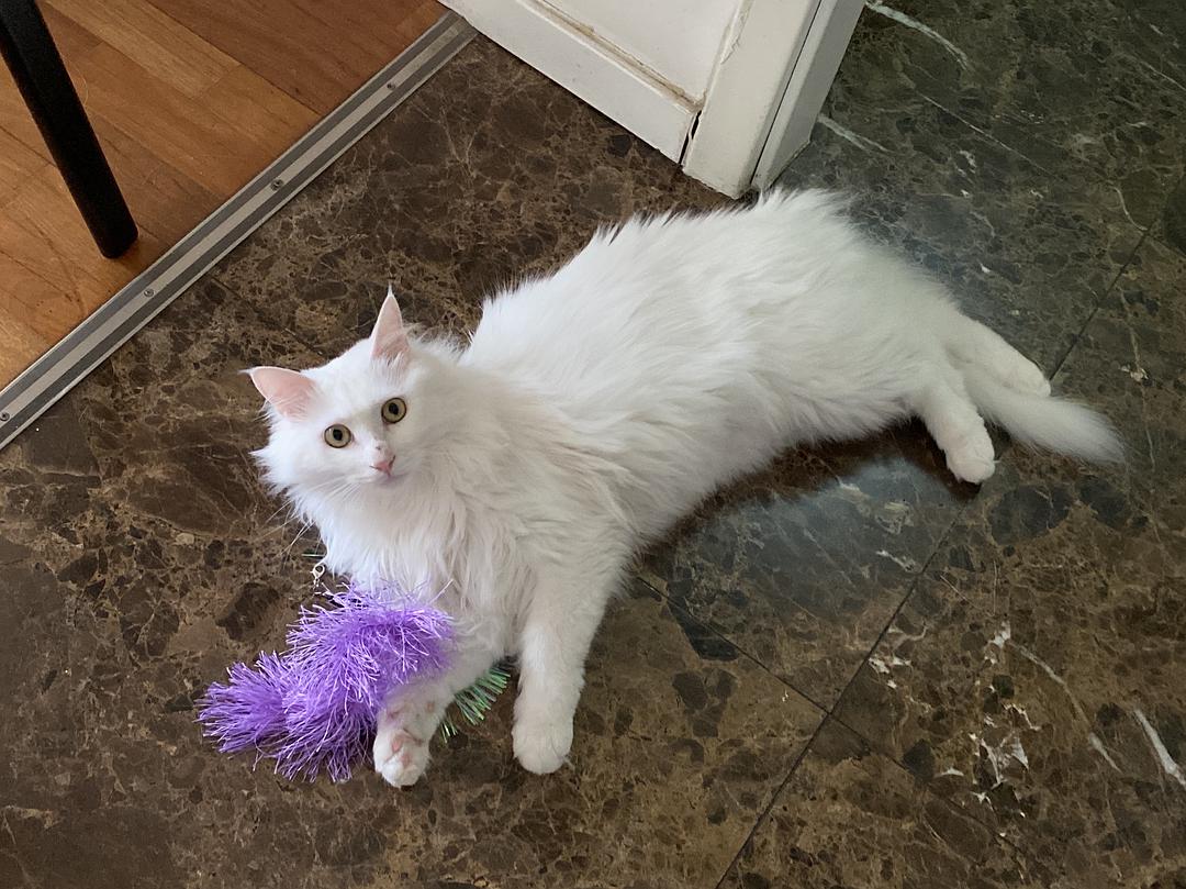 429円 New売り切れる前に 生命の花 ｔｕｒｋｉｓｈ ｖａｎ