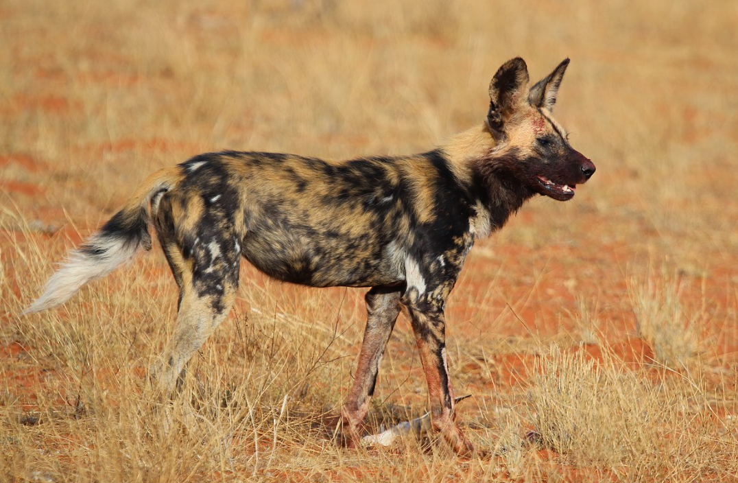 非洲二哥鬣狗,不怕狮子,却怕非洲人?非洲人是怎么对它的?