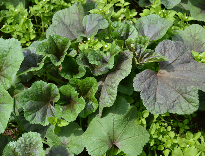 120种野菜介绍，图名并茂，快来认识一下！涨知识不吃亏