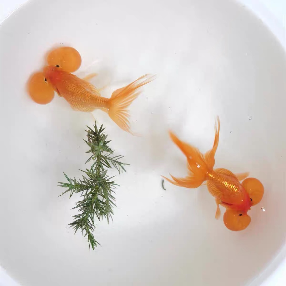 金鱼品种大全之龙种金鱼 天天看点