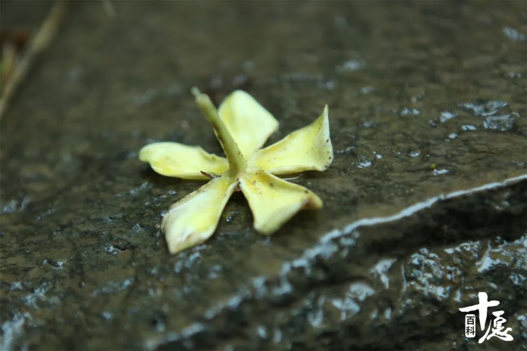 法云赏花小感：愿如花儿一般从容平淡