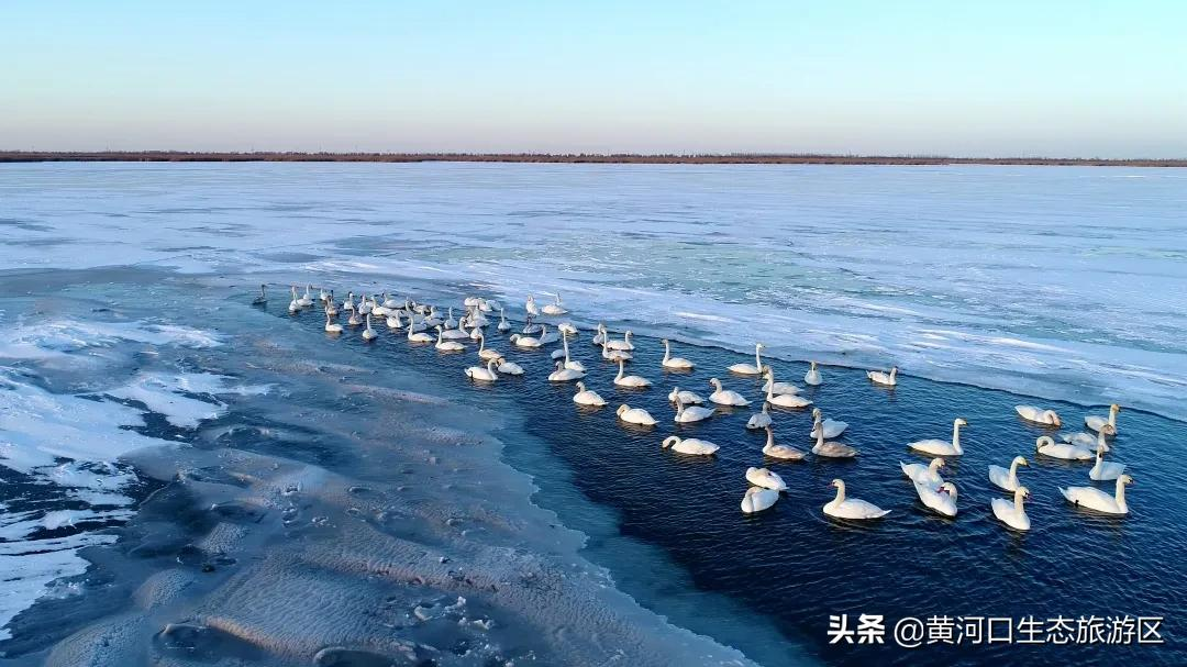 【黄河口生态旅游区】初雪悄临 静谧美好