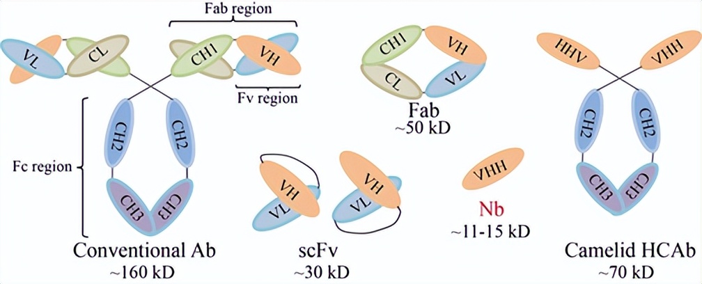 納米抗體的發(fā)現(xiàn)及結(jié)構(gòu)特點(diǎn)