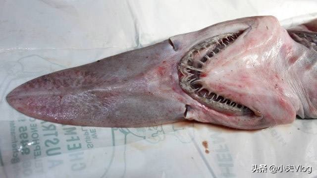 世界上最丑的鲨鱼图片图片