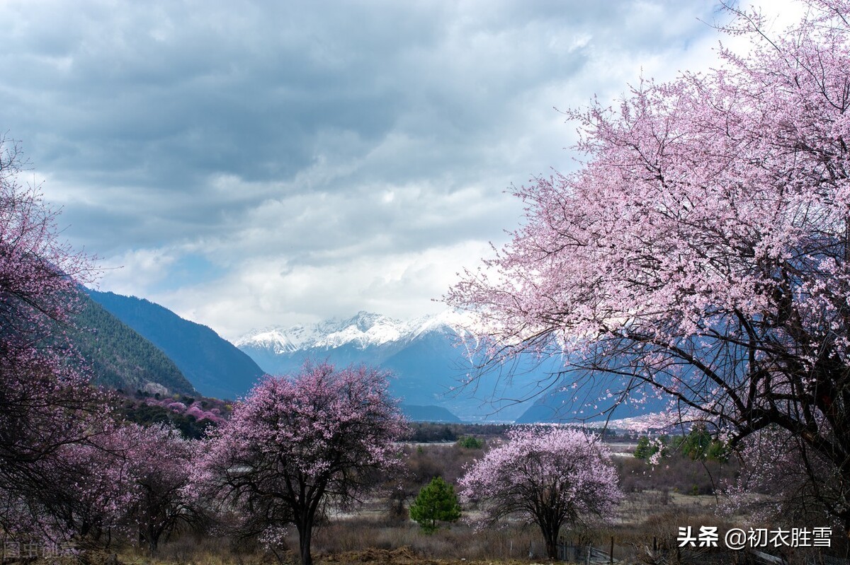 仲春春雨桃花美诗五首：二月桃花春雨里，夹岸桃花蘸水开