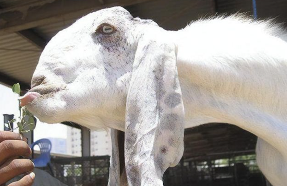 为什么印度屡屡出现"人脸山羊"?