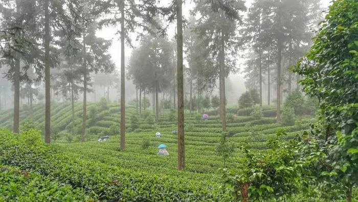 官宣！漢中市茶旅融合精品線路發(fā)布