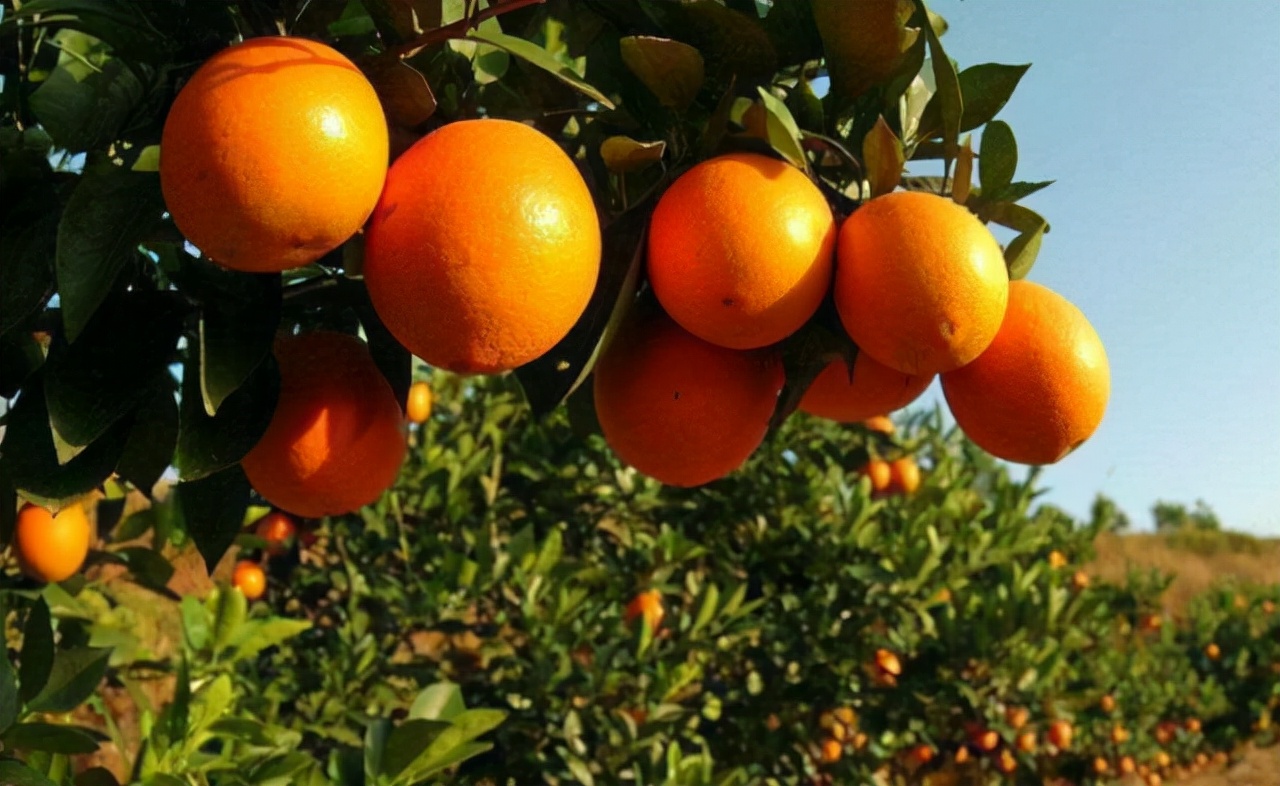 “精彩纷橙”——农夫山泉17.5°橙济南产品推介会举行