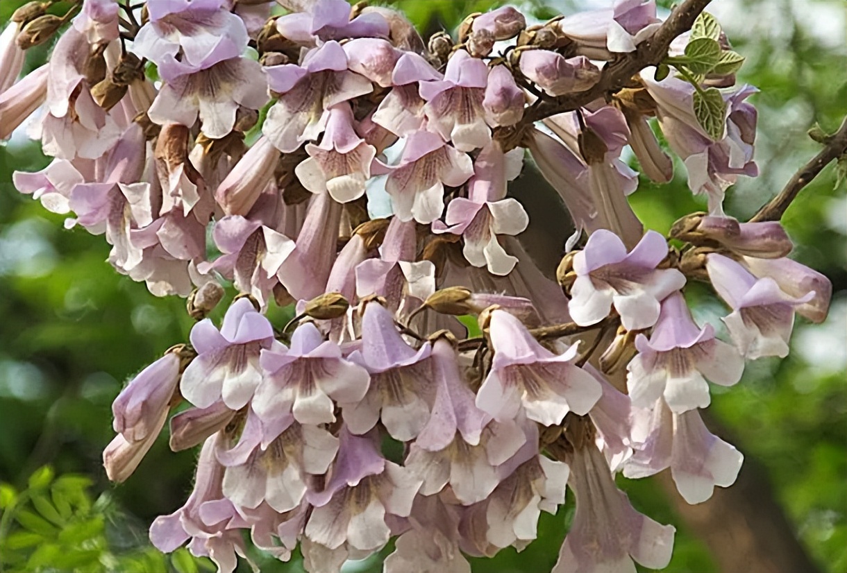 生长快容易成材的泡桐(生长快容易成材的泡桐品种) - 趣味头条