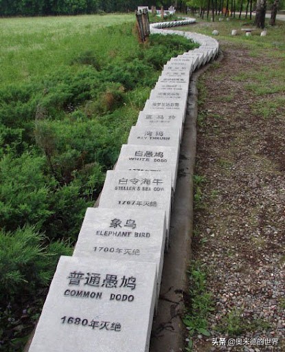 十种因人类活动而灭绝的动物，再见“长江女神”白鳍豚