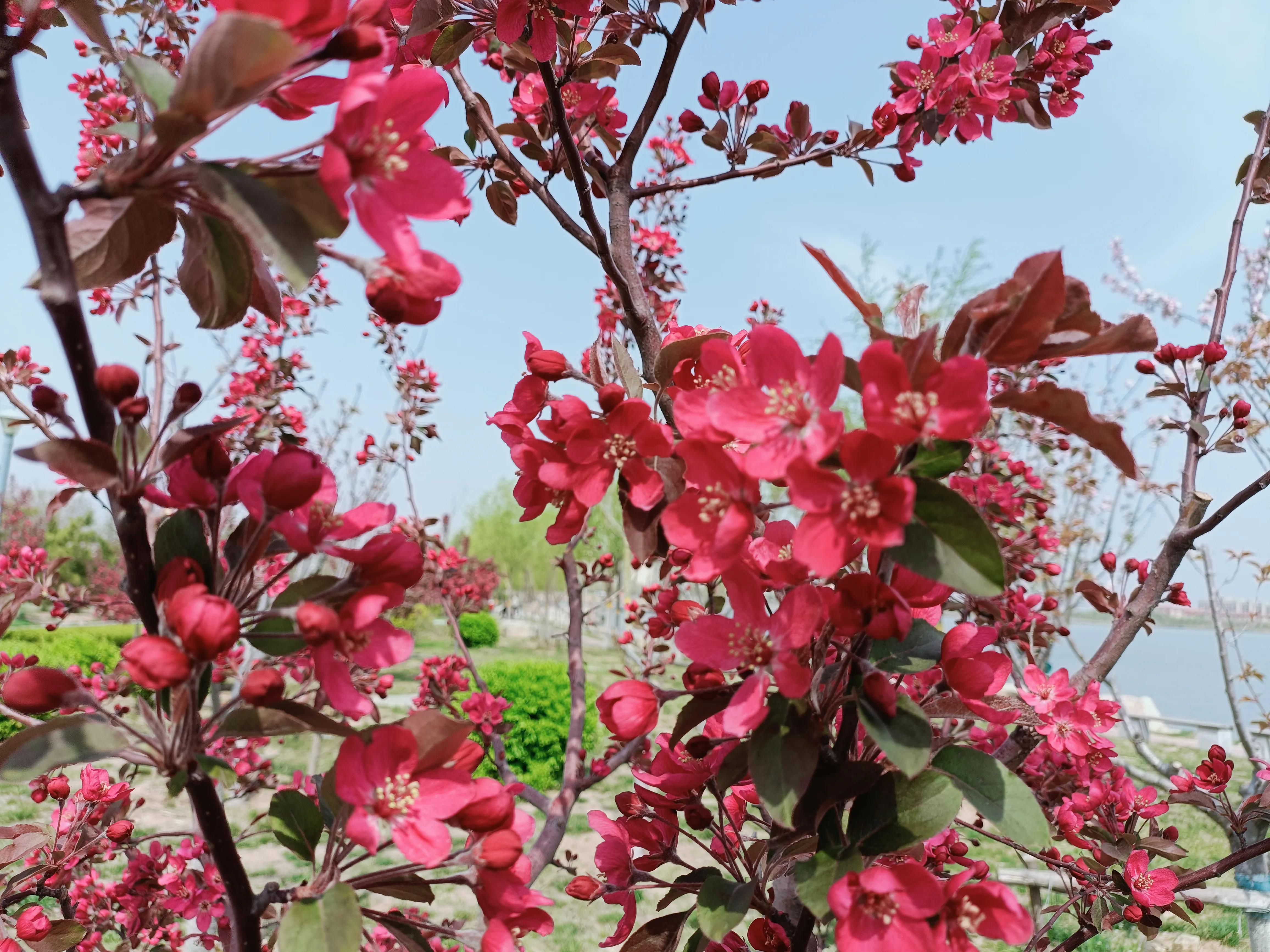 描写秋天海棠的优美句子_晶羽文学网