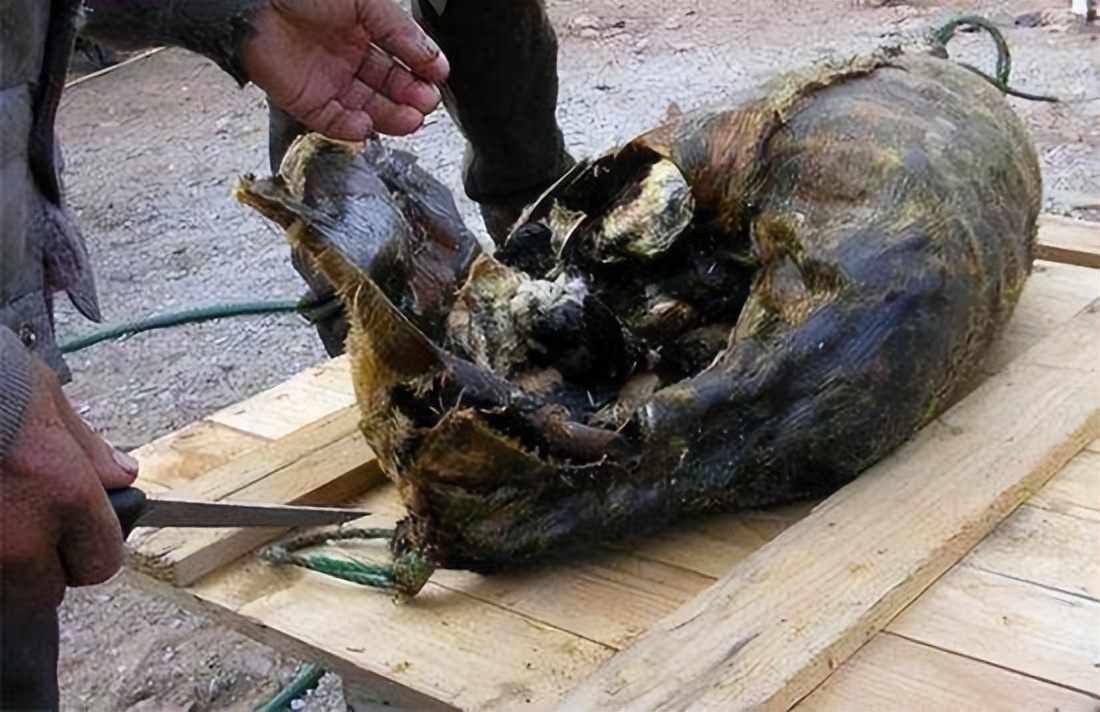 腌海雀臭到呕吐,吃法让人难以接受,为何成为爱斯基摩人的美食?