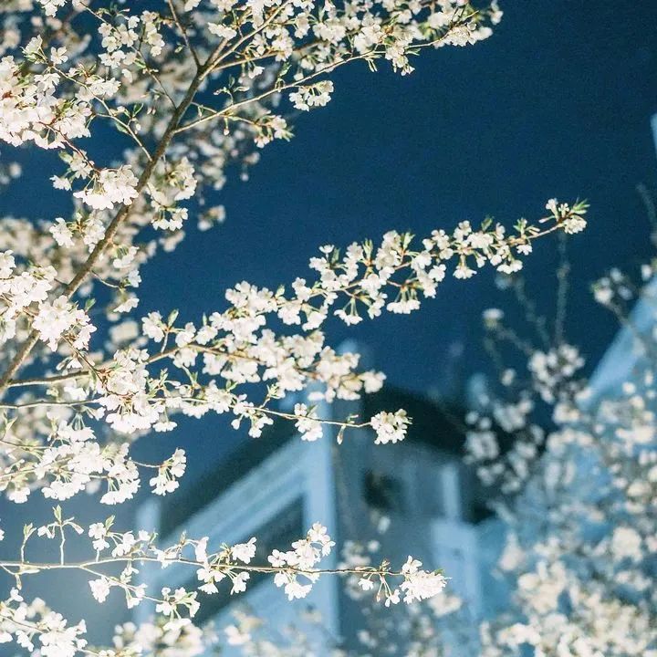 文案 | 空灵而不烂大街的小众私藏书摘句子