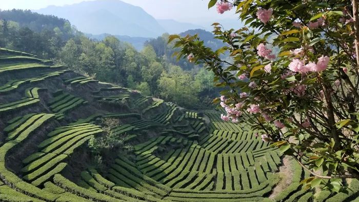 官宣！漢中市茶旅融合精品線路發(fā)布