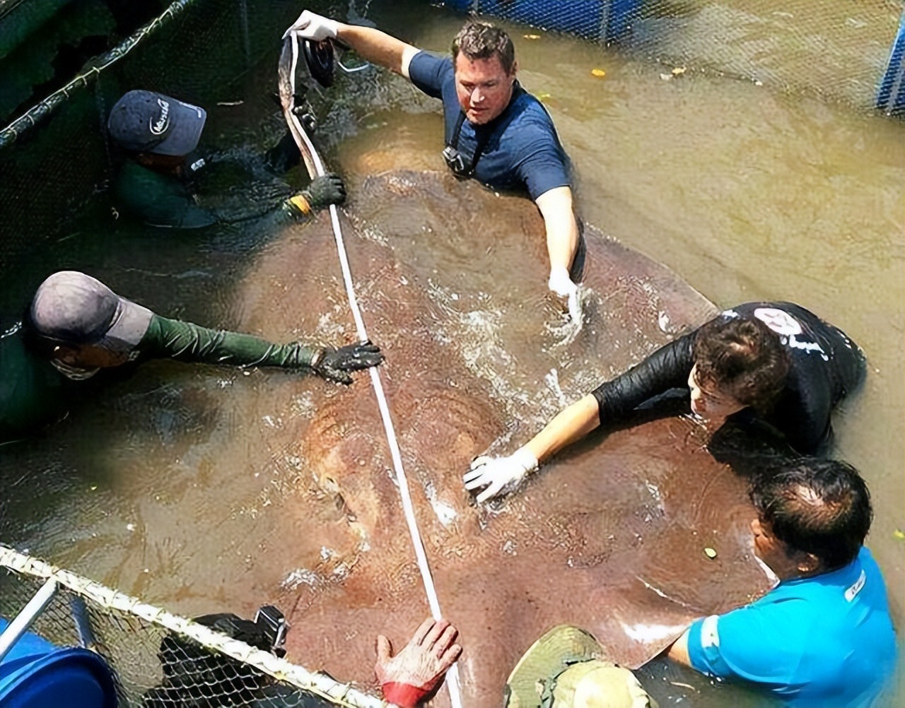 柬埔寨村民湄公河捕获全球最大淡水鱼，重300公斤！
