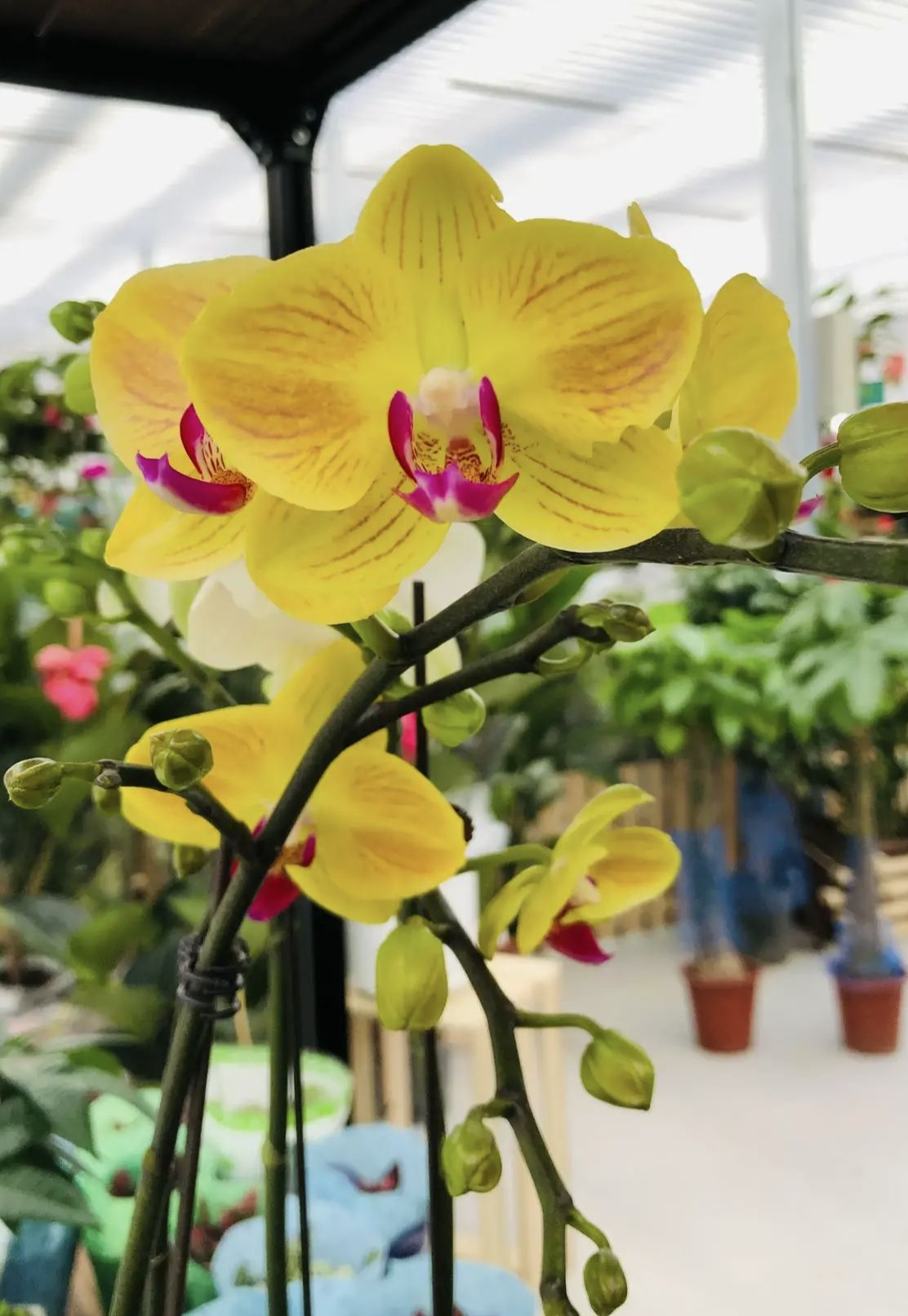 春天逛花市 5种花千万别买 买了就吃亏上当 天天看点