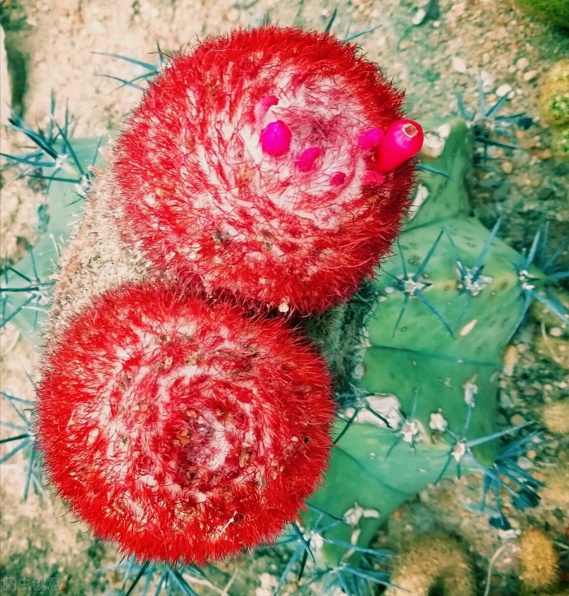 一花一深爱，花开国色天香，花落仪态万方，心有一束花爱情深似水