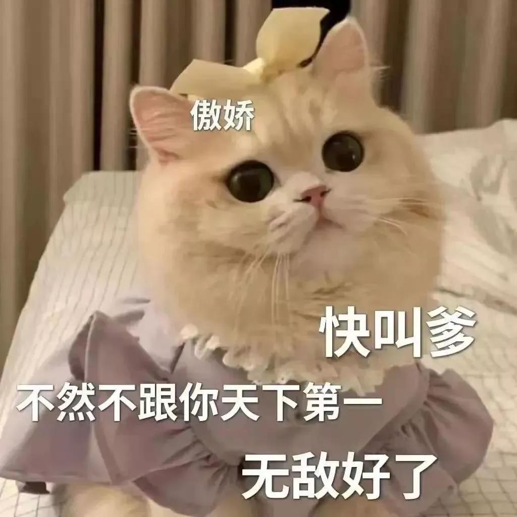 搞对象用的可爱猫咪表情包 谁又会在乎我的感受呢