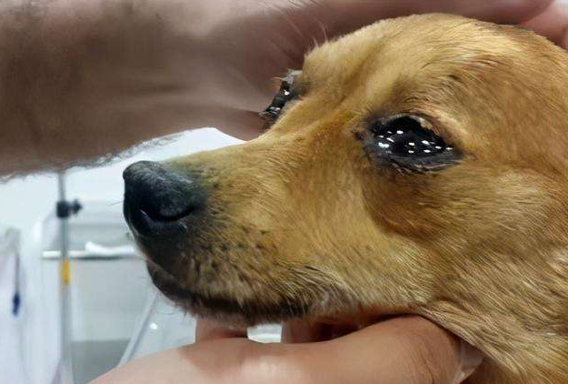 遇到这几种情况,狗狗也是会流泪的