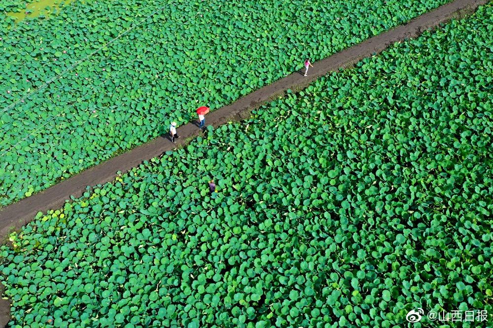 荡漾起满池的温柔~~西山这些地方已被荷花宠坏了！