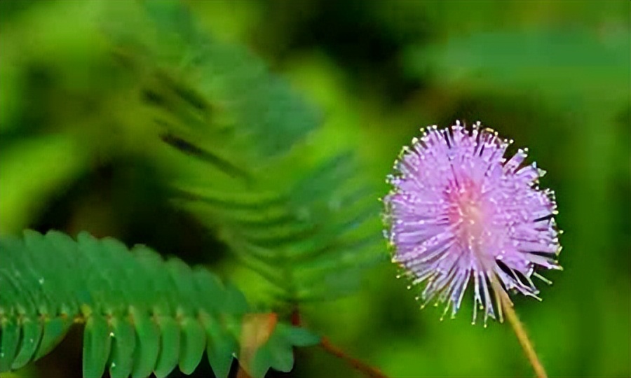 含羞草的样子（含羞草一碰叶子就会收起来的原因）