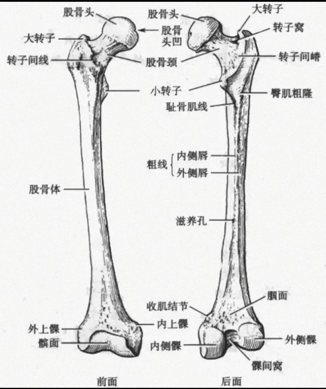 膝关节骨骼解剖