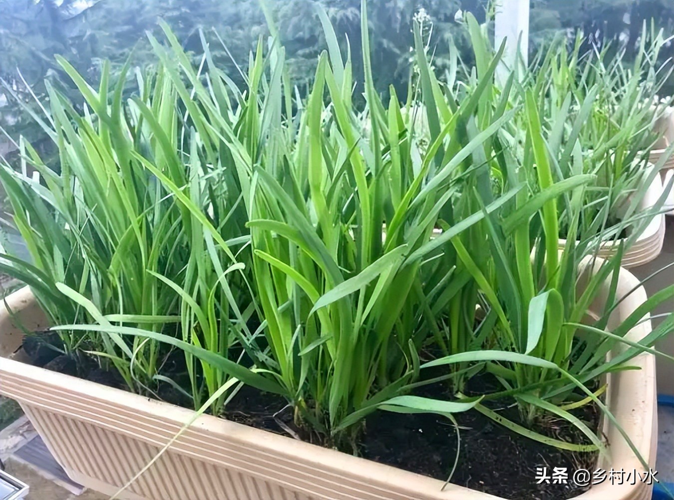 施肥后的韭菜长什么样（3个施肥诀窍韭菜长得粗壮又黑亮）