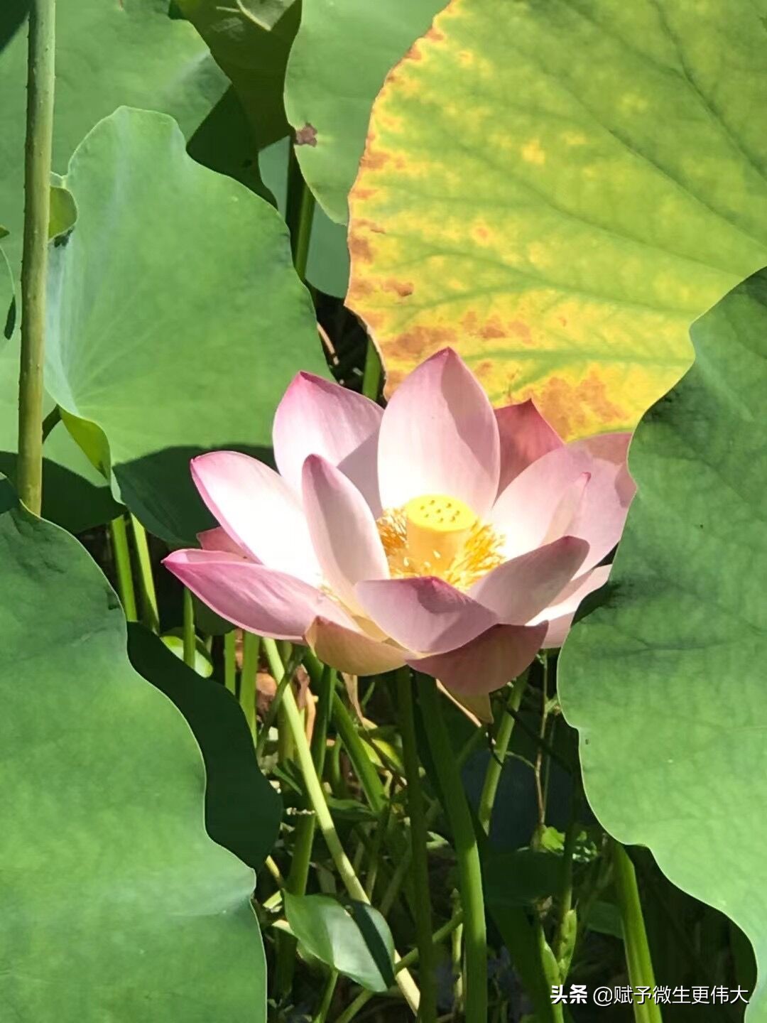 又见黄——天尽白露秋渐黄
