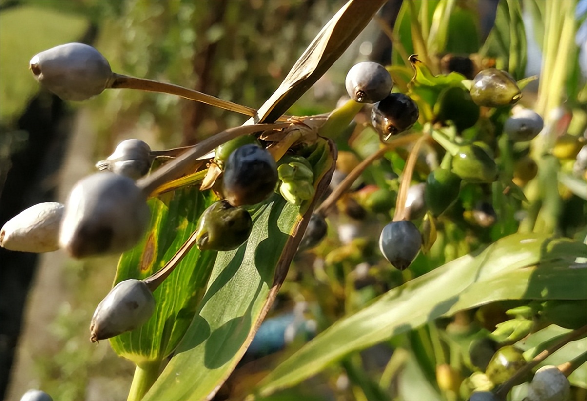 草珠子图片(河边野果) - 赤虎壹号