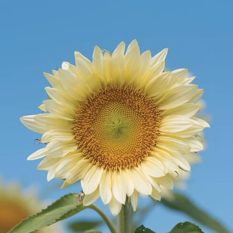 花朵美图｜温柔甜美的初吻、大丽花、耧斗菜花朵合集160张