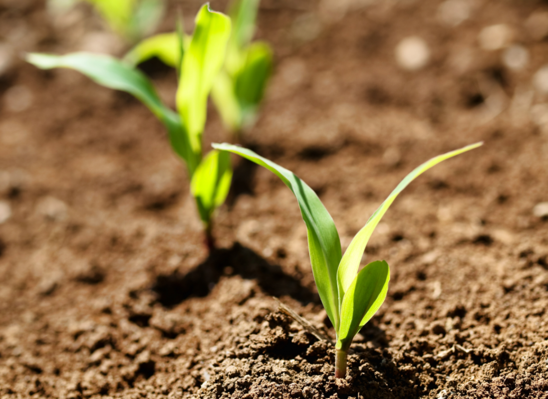 植物生产类专业：最主要的农学专业类，各专业有联系但差异更明显