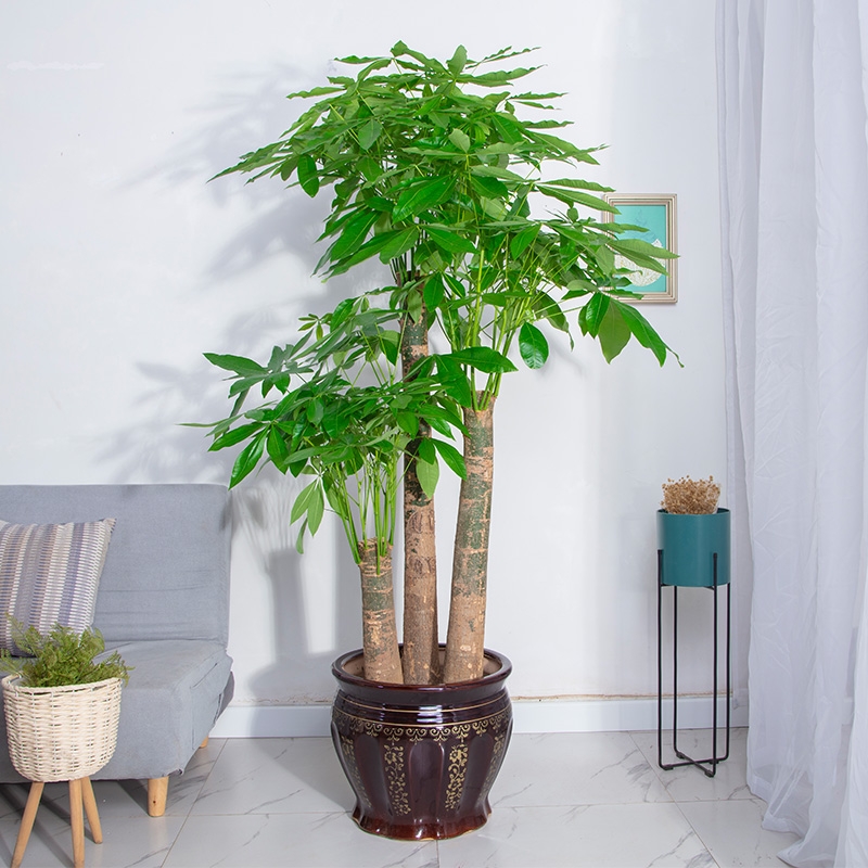 镇宅的花卉绿植有哪些（三种镇宅花一养旺家好运来）