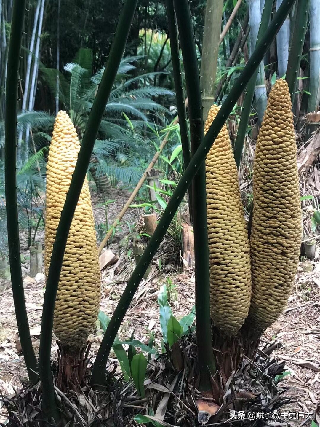赋一甲——风华百代蔚满霞