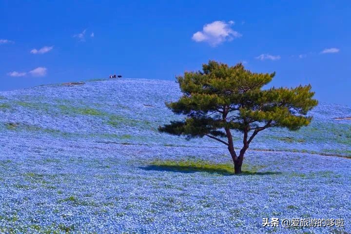 日本12处“零差评”宝藏旅行地，速度mark