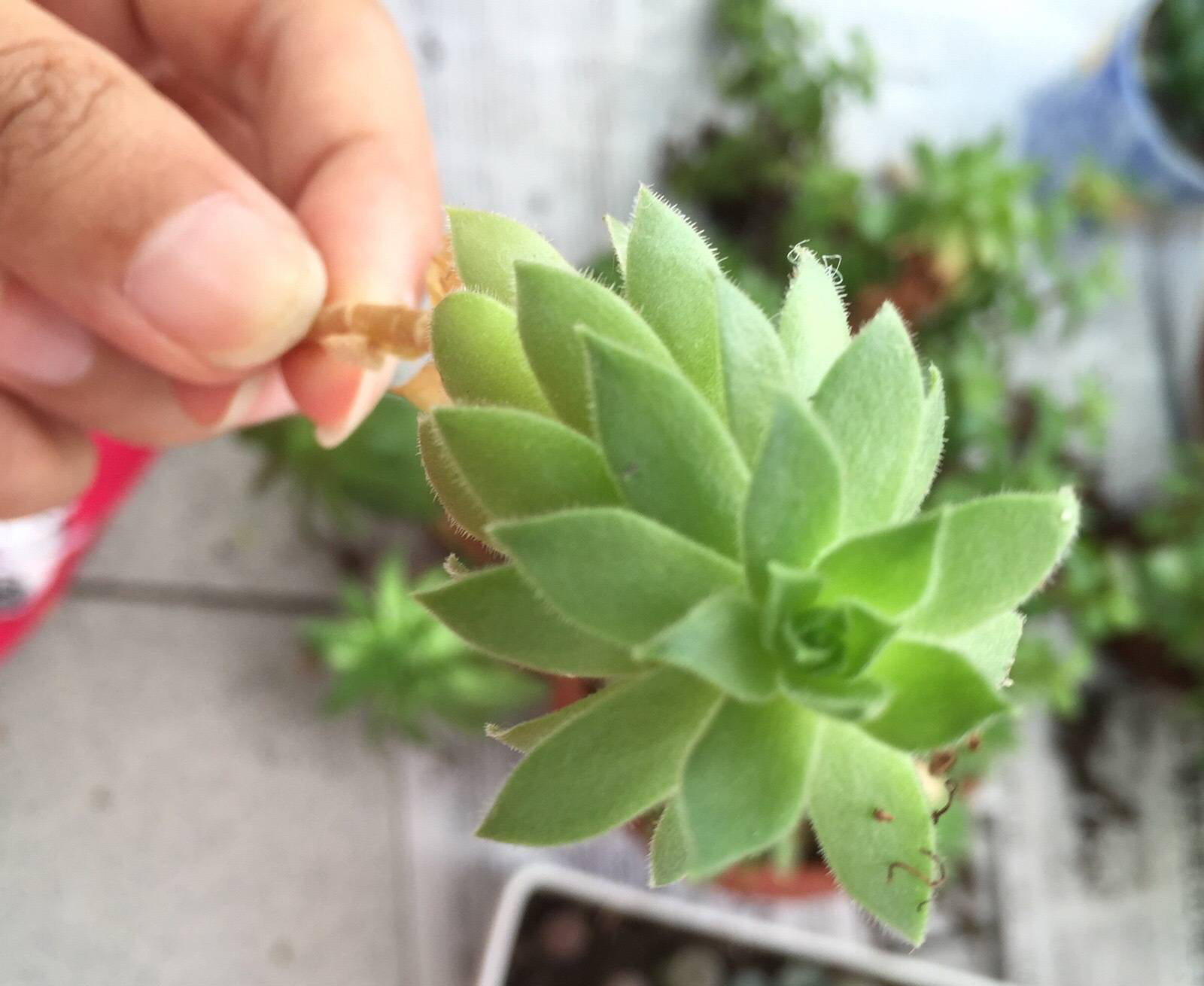 观音莲是什么（三个细节让你的观音莲越种越多）