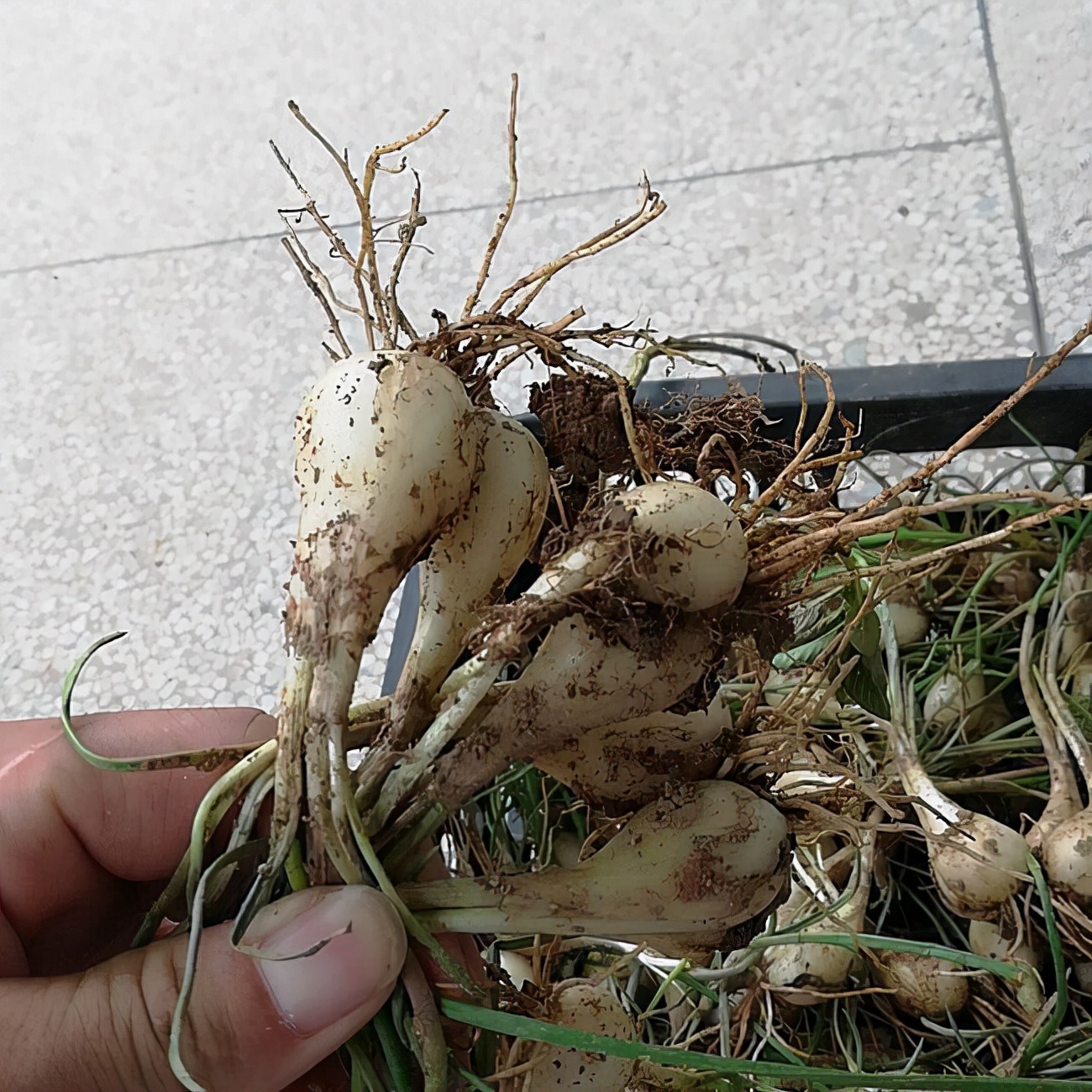 獨頭黑蒜的功效與作用(農村地裡挖出的野菜) - 行就行