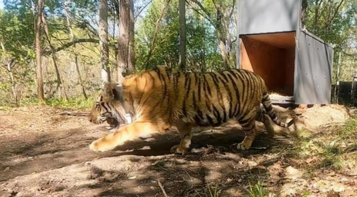 男子遇拦路东北虎，相距仅5米，对视1分钟后离开，攻击人怎么办？