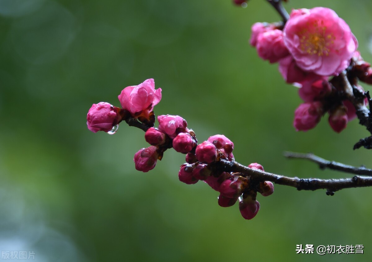 早春春雨美詩五首:隔簾春雨細,鶯聲細雨中