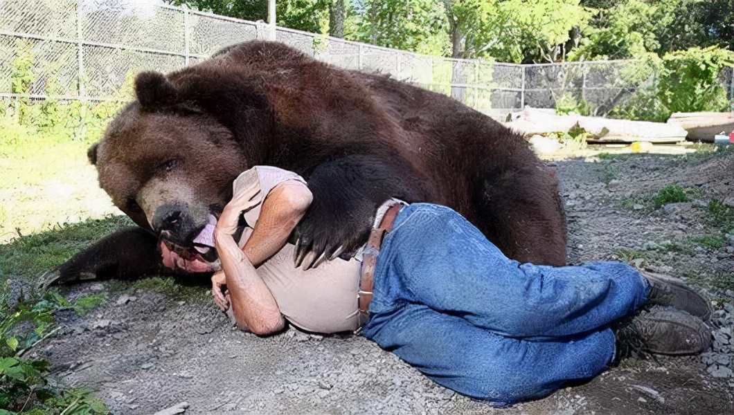 人熊是什麼動物(一命償一命?為什麼要殺掉吃了人的熊?