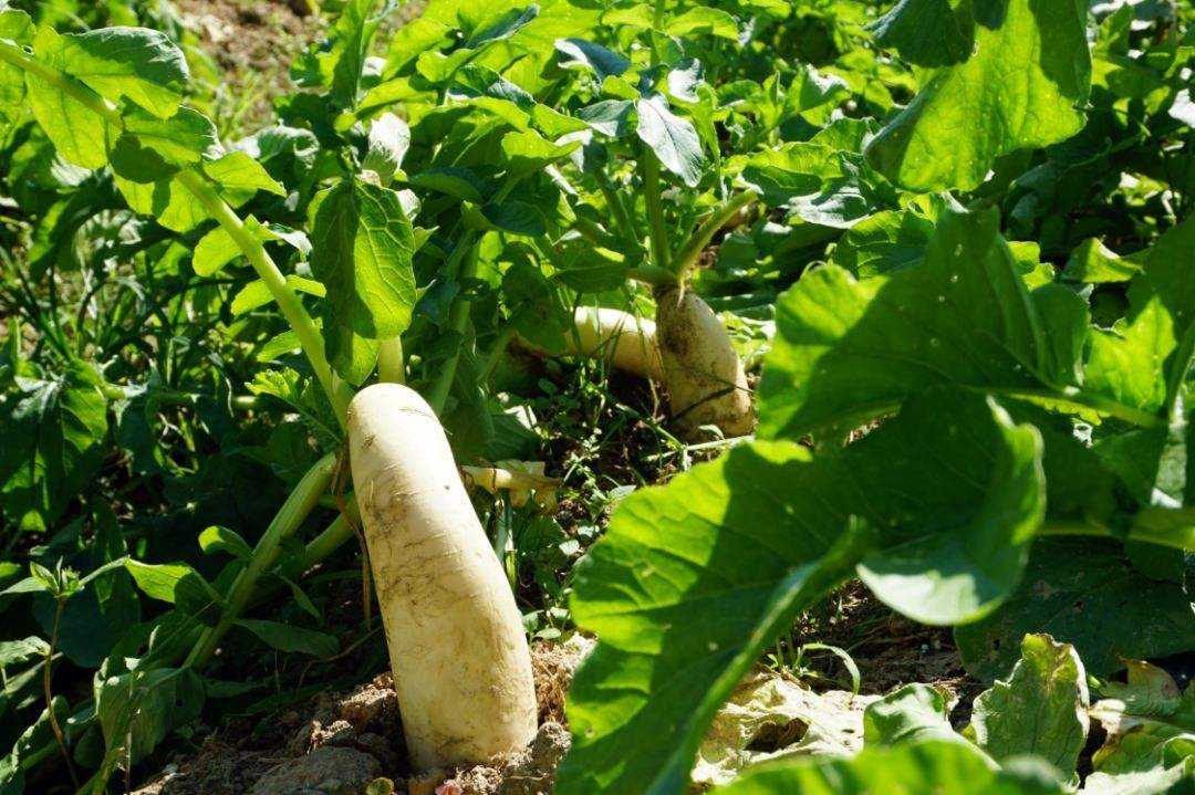 冬季种植萝卜用什么肥料？冬季萝卜使用什么肥料比较好？
