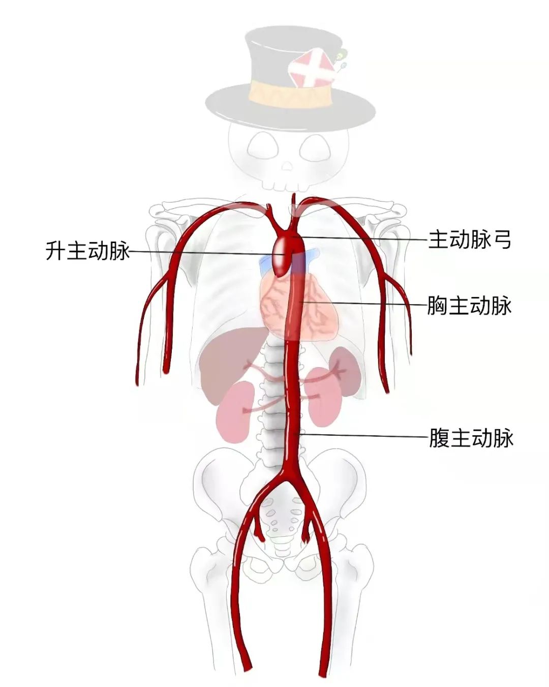 1米9的我常被当作山东大汉的代表，但我是得病了才又瘦又高的